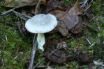 PICTURES/Samuel Boardman Scenic Corridor/t_Shroom2.JPG